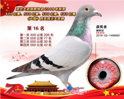 B組四關鴿王16