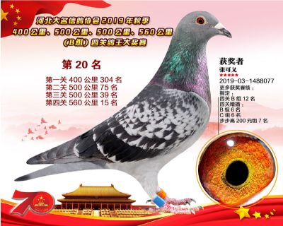B組四關鴿王20