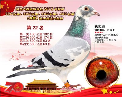 B組四關鴿王22