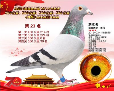 B組四關鴿王23