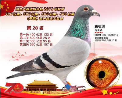 B組四關鴿王28