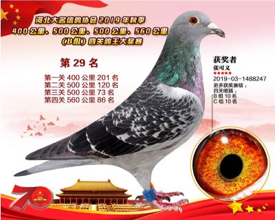 B組四關鴿王29