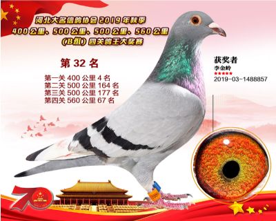 B組四關鴿王32