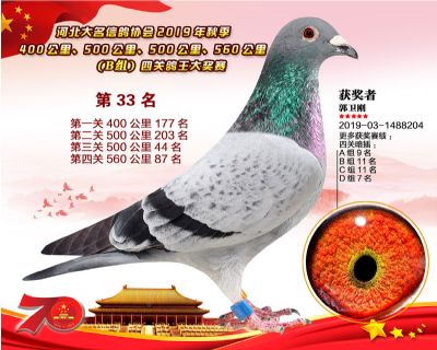 B組四關鴿王33