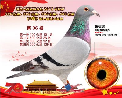 B組四關鴿王36