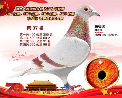 B組四關鴿王37