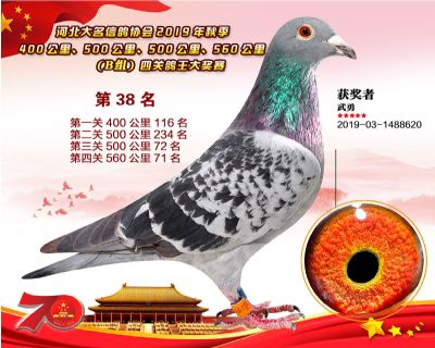 B組四關鴿王38