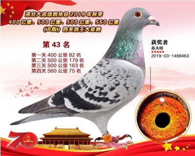B組四關鴿王43