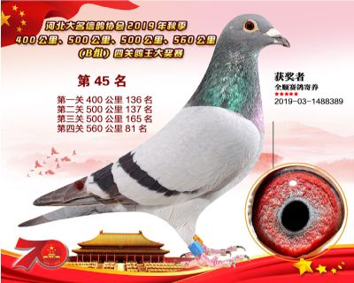 B組四關鴿王45