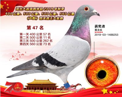 B組四關鴿王47