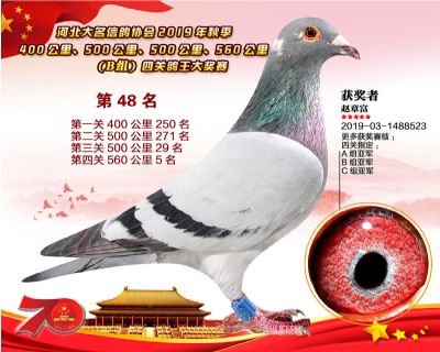B組四關鴿王48
