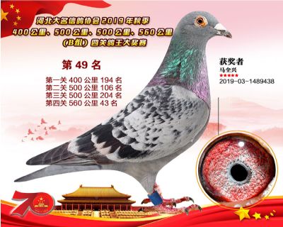 B組四關鴿王49