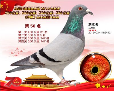 B組四關鴿王50