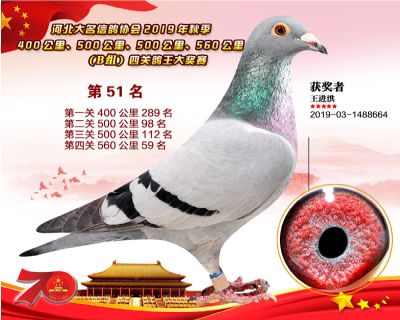B組四關鴿王51