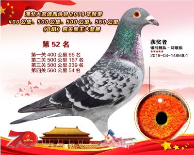 B組四關鴿王52