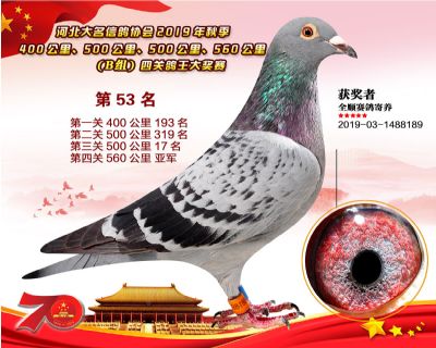 B組四關鴿王53