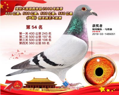 B組四關鴿王54