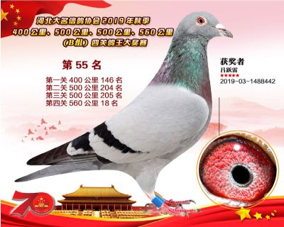 B組四關鴿王55