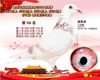 B組四關鴿王56