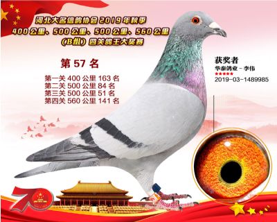 B組四關鴿王57