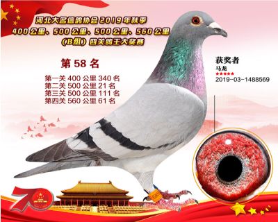 B組四關鴿王58