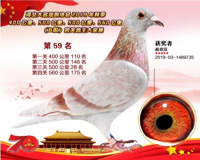 B組四關鴿王59