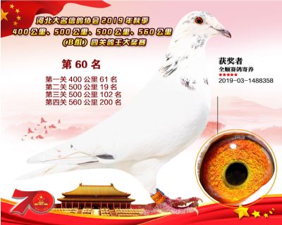 B組四關鴿王60