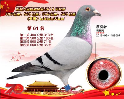 B組四關鴿王61