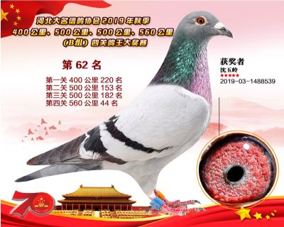 B組四關鴿王62
