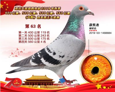 B組四關鴿王63