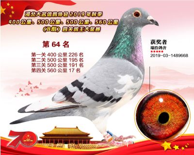 B組四關鴿王64