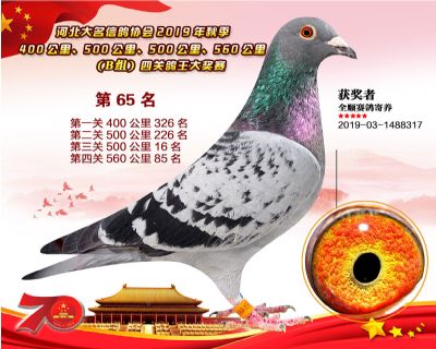 B組四關鴿王65