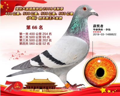 B組四關鴿王66