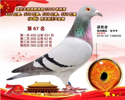 B組四關鴿王67