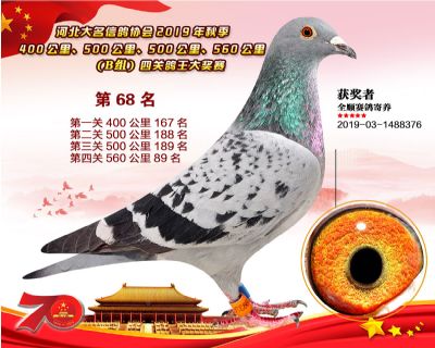 B組四關鴿王68