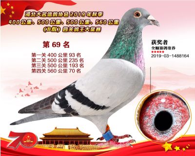 B組四關鴿王69