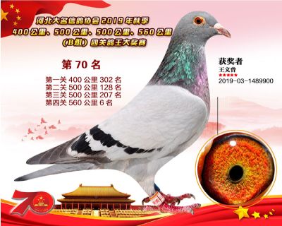 B組四關鴿王70