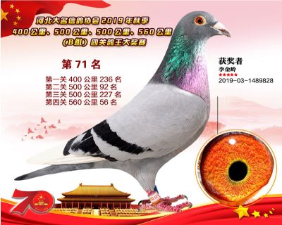 B組四關鴿王71