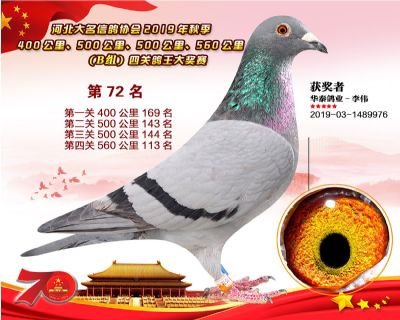 B組四關鴿王72