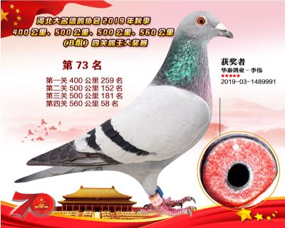 B組四關鴿王73