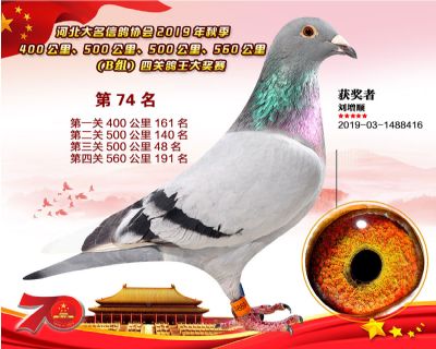 B組四關鴿王74