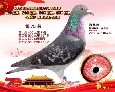 B組四關鴿王75