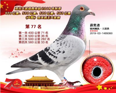 B組四關鴿王77