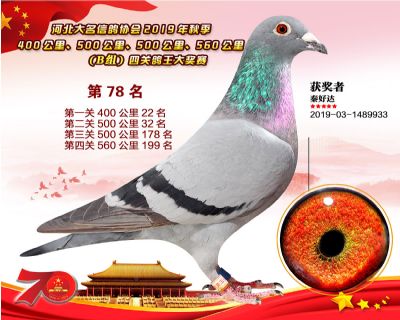 B組四關鴿王78