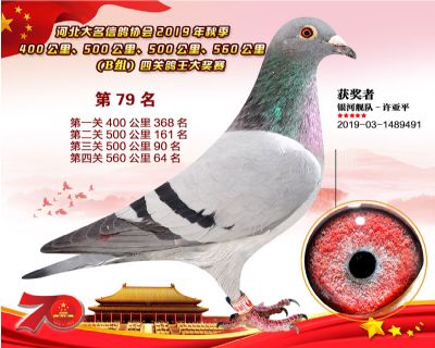 B組四關鴿王79