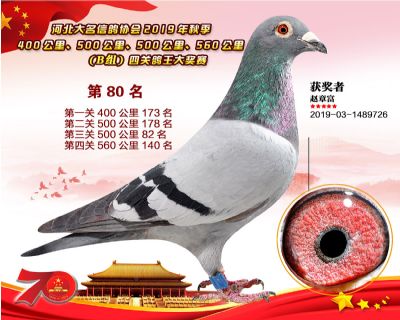B組四關鴿王80