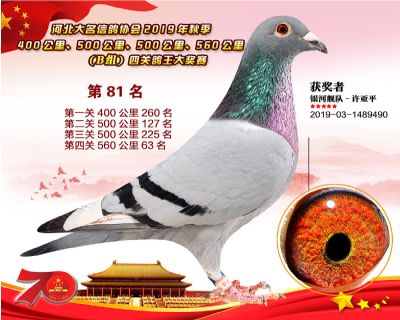 B組四關鴿王81