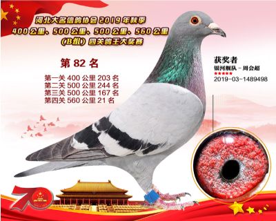 B組四關鴿王82
