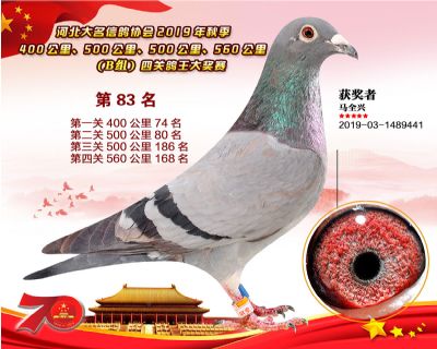 B組四關鴿王83