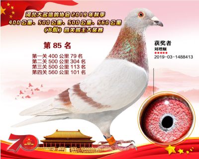 B組四關鴿王85